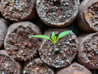 Macro shot of home-grown small pepper plant growing in a pot on a window sill. Indoor gardening and germinating seedlings