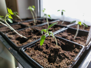 Green tomato plant seedlings growing in a pot on the window sill in bright sunlight. Vegetable seedling in pot. Indoor gardening and germinating seedlings