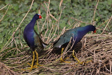  American purple gallinule  Arthur R. Marshall Loxahatchee National Wildlife Refuge Florida