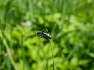 Soft-winged flower beetle - the malachite beetle (Malachius bipustulatus) with long body, the head and pronotum are brownish, elytrae are shining green with red spot at the end