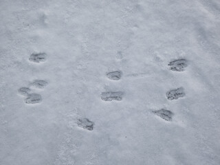 Close-up of a row of the footprints of roe deer (Capreolus capreolus) on the ground covered with white snow in winter