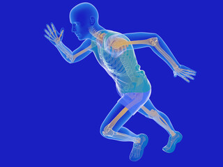 3d illustration of a man dressed in transparent showing the inner skeleton. Human anatomy running.