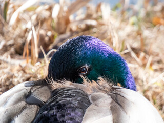 Close-up of adult, breeding male mallard or wild duck (Anas platyrhynchos) with a glossy bottle-green and purple head and a white collar. Portrait of bird head and eye in sunlight