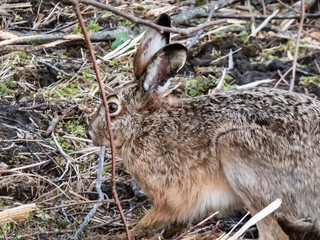 Close-up of the European hare or brown hare (Lepus europaeus) in the fields