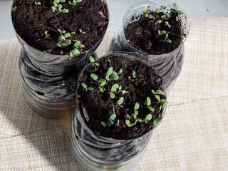 Growing young, green seedlings in DIY plastic pots made from cut plastic bottles. Small plants growing indoors at home in recycled bottle planter with white wall in background - obrazy, fototapety, plakaty