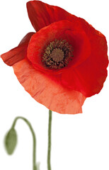 Red poppy flower - isolated