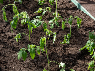 Close-up shot of green tomato plant seedlings growing in a soil in the greenhouse in sunlight. Vegetable seedlings. Gardening and germinating seedlings