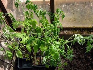 Close-up shot of green tomato plant seedlings growing in soil in small pots placed in the greenhouse in sunlight. Germinating seedlings