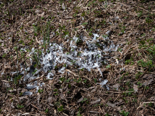 Forest ground covered with autumn leaves and a tree stump surrounded with feathers of a bird prey eaten by the big predatory bird. Feeding scenery of a bird of prey