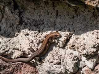 Young Viviparous lizard or common lizard (Zootoca vivipara) sunbathing in the brigth sun on the vertical rock wall in the garden in spring