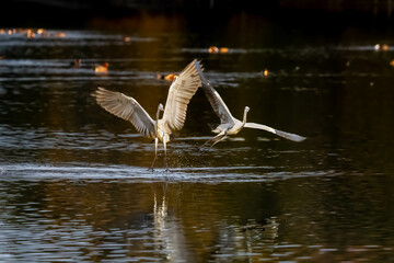 Grey heron's dance.