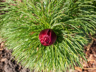 Very Early dwarf peony (Paeonia tenuifolia) 'Plena' with finely cut leaves with red flower buds in...