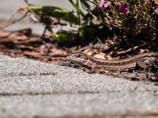 Detailed close-up of the Viviparous lizard or common lizard (Zootoca vivipara) on the ground near garden vegetation shot from the side and ground level