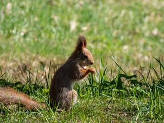 Close-up shot of the Red Squirrel (Sciurus vulgaris) with winter grey coat sitting on the ground and holding a pine cone in paws in bright sunlight with focus on eye