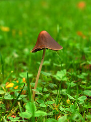 mushroom in the grass