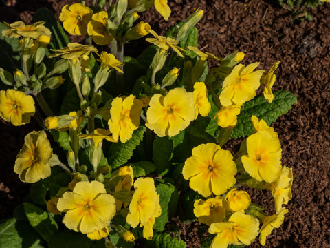 The polyanthus primrose or false oxlip (Primula polyantha) 'Lutea' flowering with yellow flowers in spring