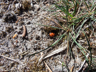 Close-up of the seven-spot ladybird (Coccinella septempunctata) on ground. Elytra are red, punctuated with three black spots each, with one over the junction