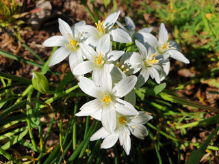 White ornithogalum flowers bloom in the grass in a clearing.