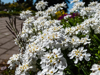 Macro of the low-growing, spreading sub-shrub candytuft Iberis sempervirens 'SnowFlake' flowering with small, pure white flowers in dense, flattened clusters in spring