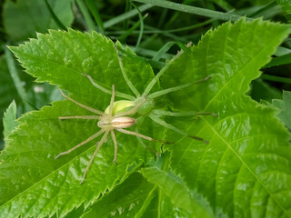 Adult male and female of the green huntsman spider (Micrommata virescens) with mating behaviour. Visible size difference of male and female