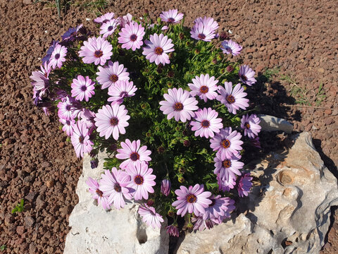 A bush of pink flowers osteospermum or dimorphotheca is decorated with stones in a flower bed. Flowerbed decoration.