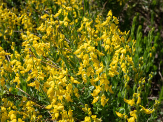 The German greenweed (Genista germanica) growing in park and blooming with yellow flowers, that are gathered in short racemes