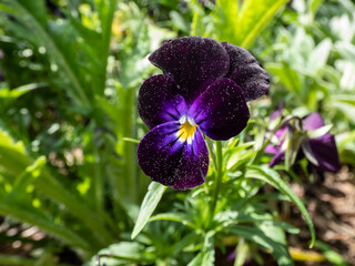 Close-up shot of the viola tricolor flowering with dark purple and lavender flower in the garden