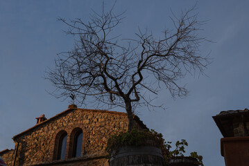 Church and tree against dark blue sky