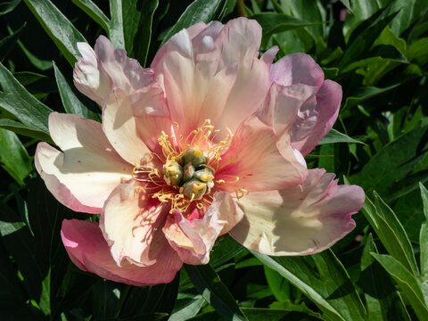Itoh Peony (paeonia) 'Julia Rose' flowering with single to double blossoms changing color from cherry red to orange and apricot with delicate purple flush edges