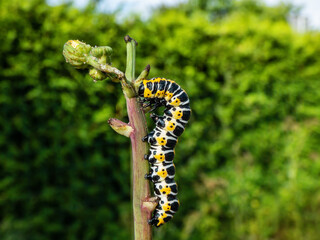 Macro of the Yellow form of the Caterpillar of the Lettuce shark moth (Cucullia lactucae) with black and yellow segments and lines crawling on the plant