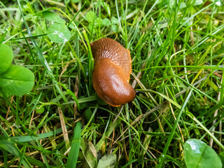 Close-up of the brick-red, dirty orange or brown Spanish slug (Arion vulgaris or Arion lusitanicus) on the ground. Invasive species and horticultural and agricultural slug pest