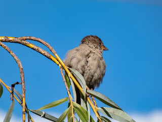 Beautiful close-up shot of female House Sparrow (Passer domesticus) with fluffy plumage sitting on a tree branch with sky background