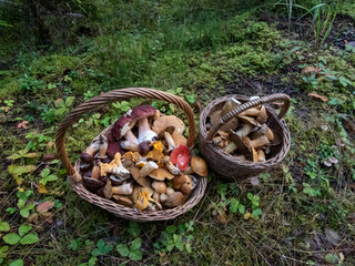 Wooden baskets on the ground full with edible mushrooms - russula rosea, chanterelles, boletus, champignons among forest vegetation