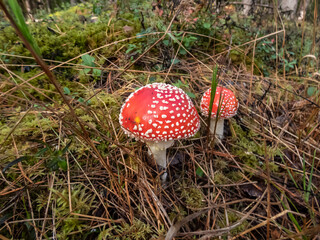 Big, red poisonous mushroom Fly Agaric (Amanita Muscaria) mushroom with white warts and visible white veil in a forest surrounded with green grass and moss