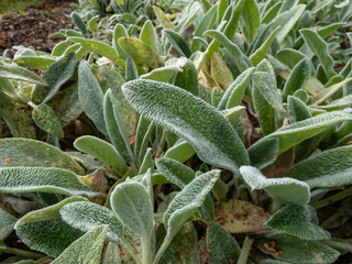 Macro of plant Lamb's ear (Stachys byzantina) 'Silver Carpet'. Evergreen carpeting perennial, dense mat of grey-white, soft, woolly foliage with elliptic leaves forming a ground cover