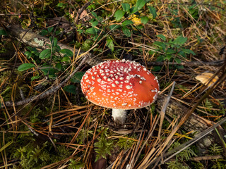 Big, red poisonous mushroom Fly Agaric (Amanita Muscaria) mushroom with white warts and visible white veil in a forest surrounded with green grass and moss