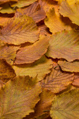 Yellow autumn leaves as background. Autumn theme.