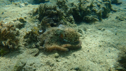 Common octopus (Octopus vulgaris) hunting, Aegean Sea, Greece, Halkidiki
