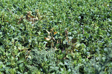 Soybean plants damaged by Red Spider Mite (Tetranychus urticae).