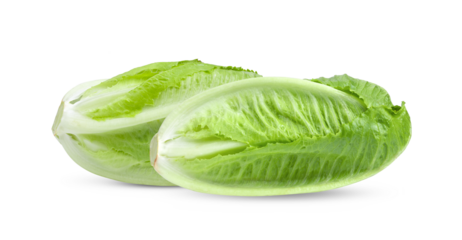 Fresh cos lettuce isolated on transparent png