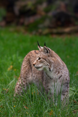 Der Eurasische Luchs