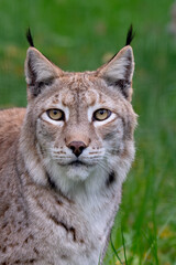Obraz premium Der Eurasische Luchs im Portrait
