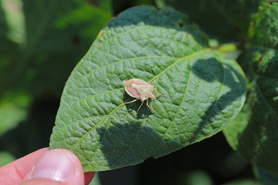 Shield bug, Pentatomidae on a soybean leaf.