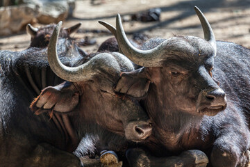 Fototapeta premium African Buffalo animals together . Pair of buffalo wild animals 