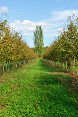 green orchard with fruit trees receding