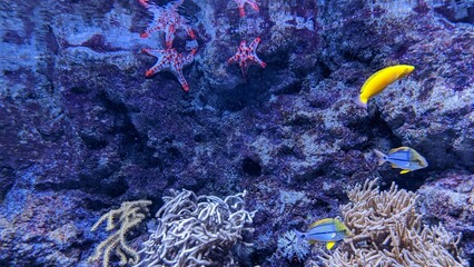 starfish and fish on the seabed