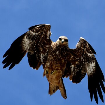 Low Angle View Of Black  Kite Flying Against Clear Sky