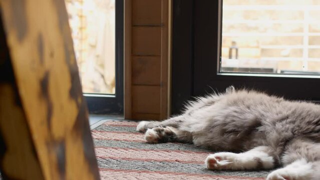 Fluffy gray cat sleeps on rug at entrance to cozy wooden house. Camera in motion is watching cat who is sleeping. Life of cute fluffy pet animals with their owners in house Cat sleeps on rug by window
