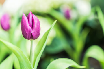 pink tulips in garden