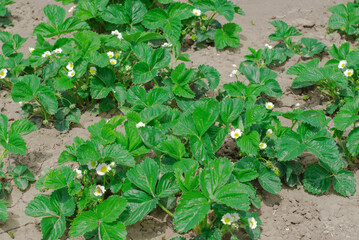 Blooming strawberry bush. Flowers, green berries and strawberry leaves